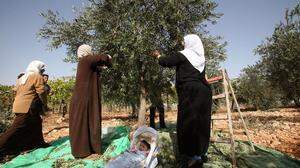 Arabische Frauen ernten in einem Dorf nahe Betlehem Oliven