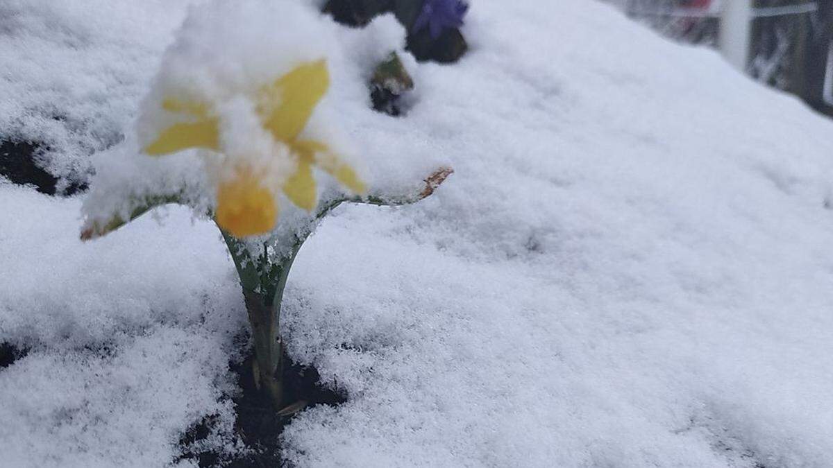 Frühlingsboten mit Schneehaube