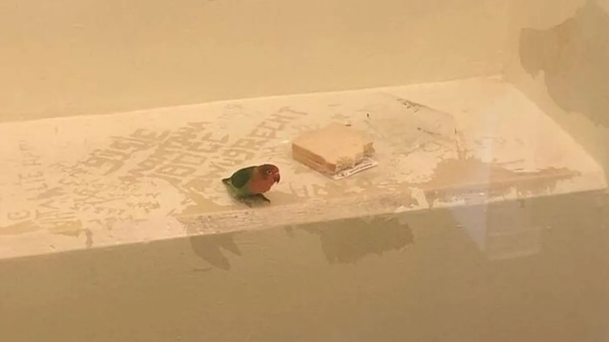 Der Vogel des Diebes musste mit in die Gefängniszelle