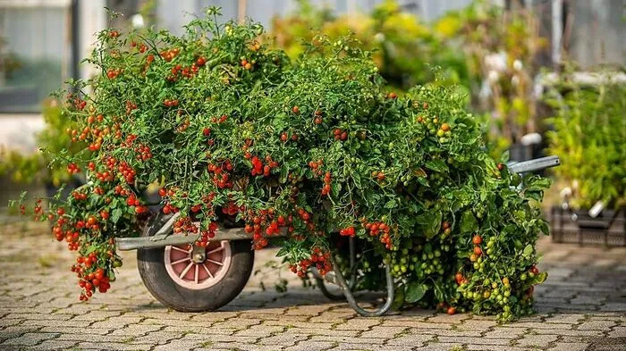 "Julia" ist eine pflegeleichte Buschtomate, die viele Früchte bringt.