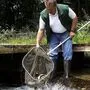 Wilhelm Pospischil von den Lippitzbacher Lachsforellen verzeichnet immer wieder Verluste