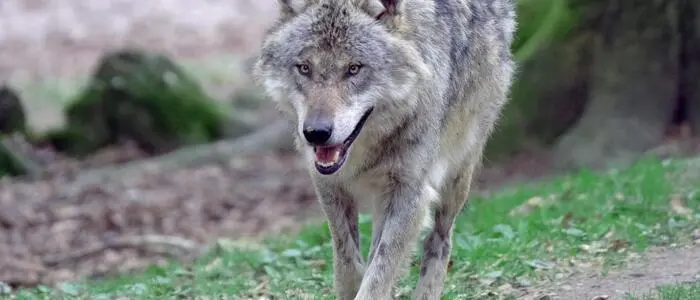 In Zwettl wurde in Wolf erlegt, der sich wiederholt Siedlungen näherte
