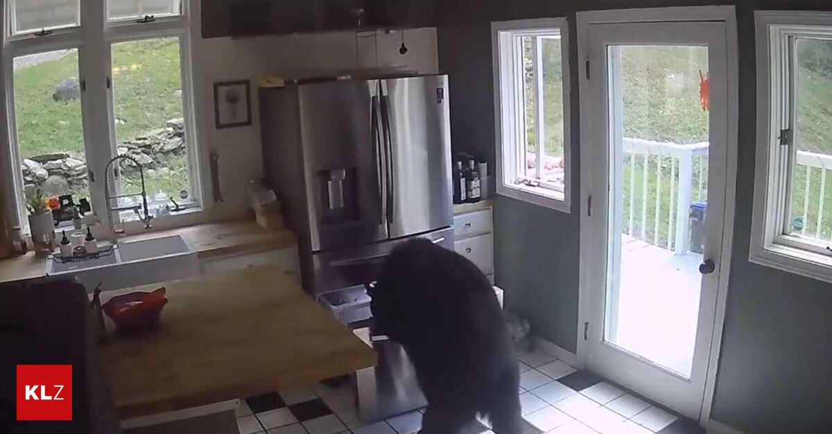 Bärenhunger: Bär bricht in Haus ein und stiehlt Lasagne