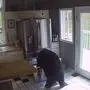 Der Bär durchwühlte den Kühlschrank 