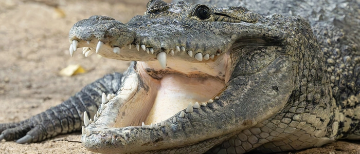 Ein 2,3 Meter langes Beulenkrokodil-Männchen ist in das Terrarienhaus im Tiergarten Schönbrunn eingezogen