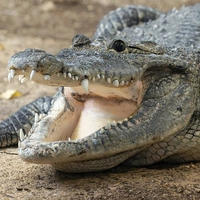 Ein 2,3 Meter langes Beulenkrokodil-Männchen ist in das Terrarienhaus im Tiergarten Schönbrunn eingezogen
