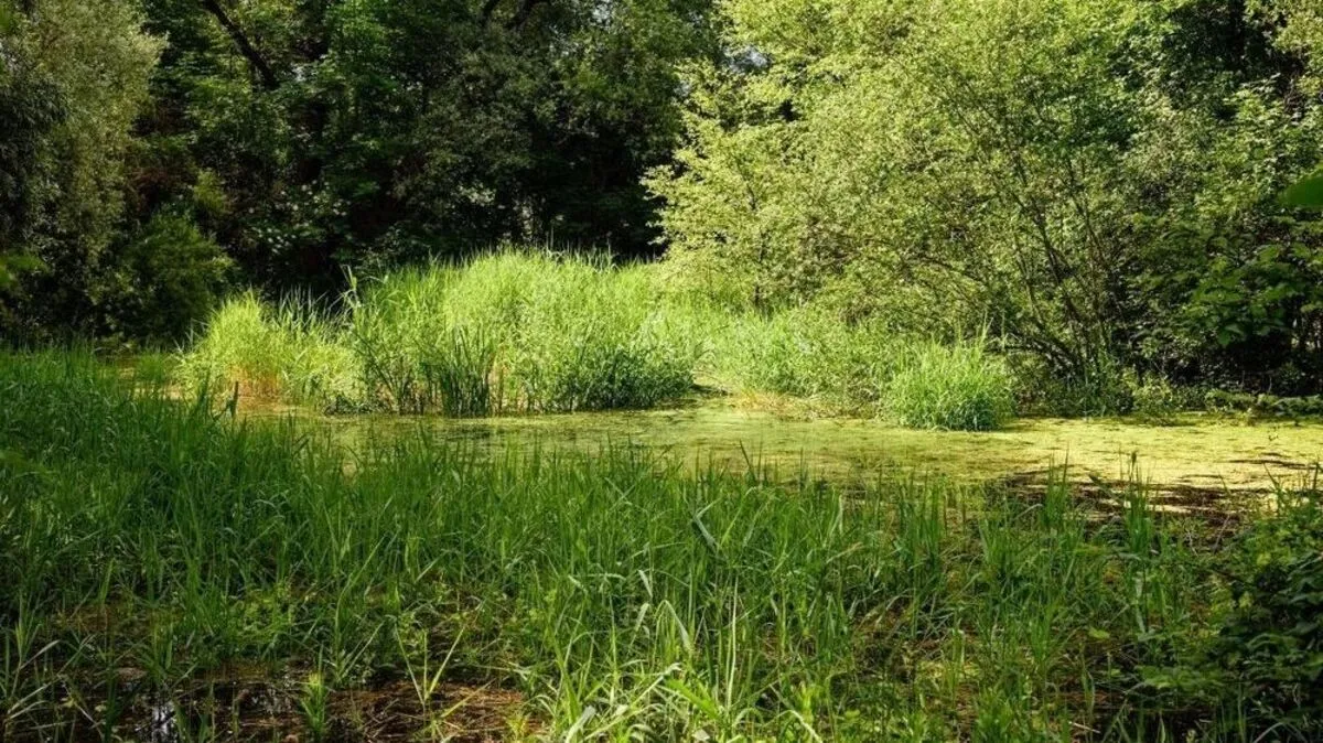 Der Nörsacher Teich wird revitalisiert 