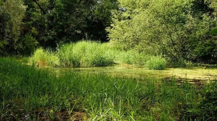 Der Nörsacher Teich wird revitalisiert 