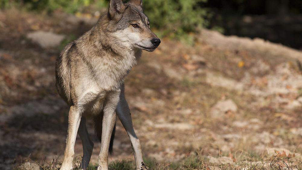 Der Wolf (Sujetbild) hat in Gaishorn offenbar zum dritten Mal zugeschlagen