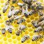 Beim Honigfest in Hermagor erfährt man anschaulich allerhand rund um die Bienen