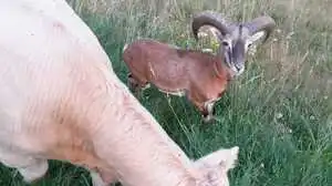 Mufflon Moritz wurde im Vorjahr von Kühen "adoptiert"