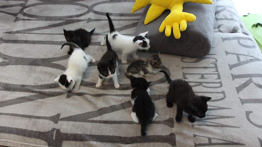 Diese sieben Katzenkinder wurden in Hatzendorf aufgefunden.