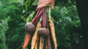 Bunch of vegetables in women's hand. Organic carrots and beets. Healthy food.