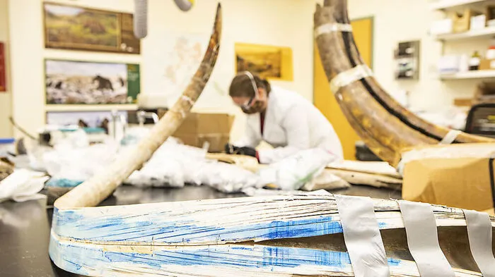 Mammut-Stoßzahn wurde zerschnitten und darauf Proben genommen. Leobener Chemiker halfen beim Analysieren