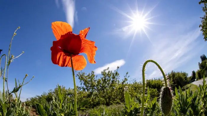 Verwelkende Blumen