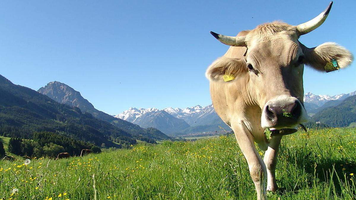 Die Kuh (Symbolbild) erfasste den Mann mit den Hörnern