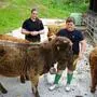 Annamaria und Andreas Gruber füttern die Hochlandrinder aus der Hand