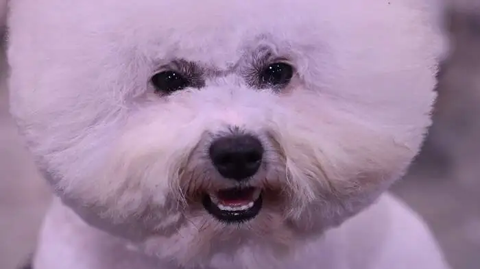 In China gibt es beides: Menschen, die mit ihrem Hund kuscheln und ihn verzärteln - und Menschen, die ihn gehäutet in den Kochtopf werfen.