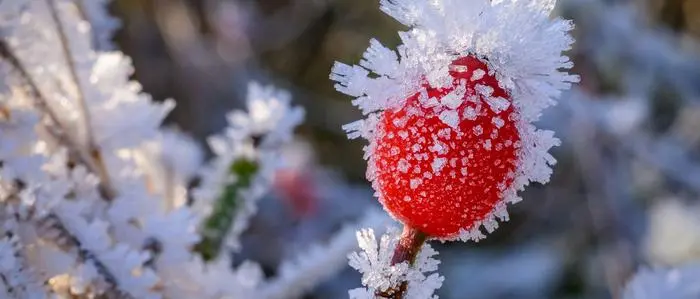 ABD0039_20251123 - SIEVERSDORF - DEUTSCHLAND: dpatopbilder - 23.11.2025, Brandenburg, Sieversdorf: Raureif bedeckt eine Hagebutte. Foto: Patrick Pleul/dpa +++ dpa-Bildfunk +++. - FOTO: APA/dpa/Patrick Pleul