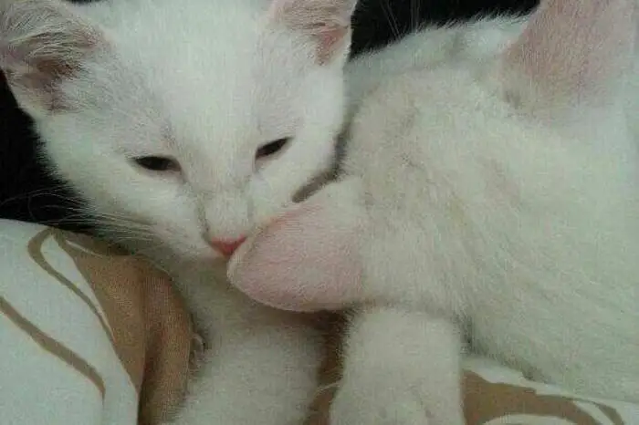 Katzen beim kuscheln