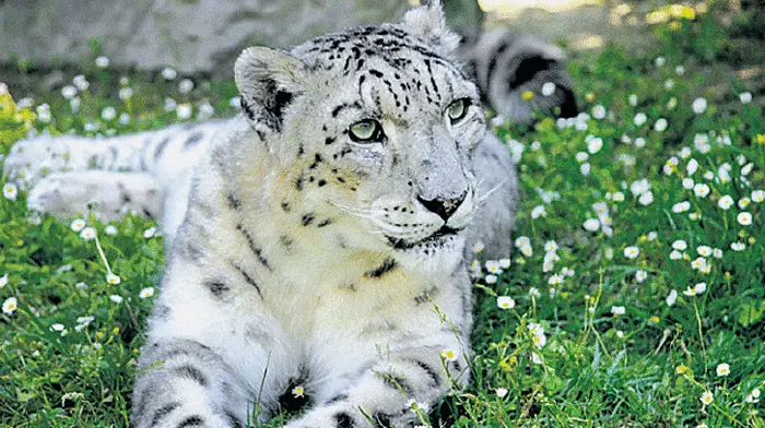 Mehr als 100.000 Quadratmeter, auf denen Besucher mehr als 200 exotische und heimische Tiere aus der Nähe sehen können! Der Zoopark Punta Verde ist eine Oase mitten in der Natur, die mit einer präzisen Aufgabe entstanden ist: durch die Vermittlung von Wissen die Liebe zur Welt der Tiere zu wecken. Aus diesem Grund bietet der Park auch viele  kleine Workshops und Aktionen, in welche nicht nur die Kinder, sondern auch ihre Eltern einbezogen werden.