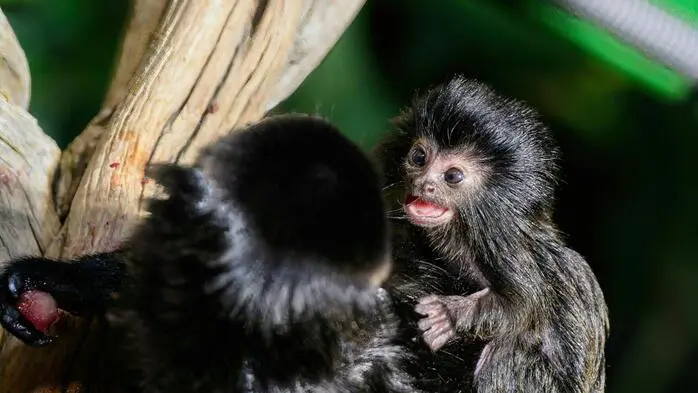 Im Haus des Meeres in Wien wurde ein Spring-Tamarin geboren.