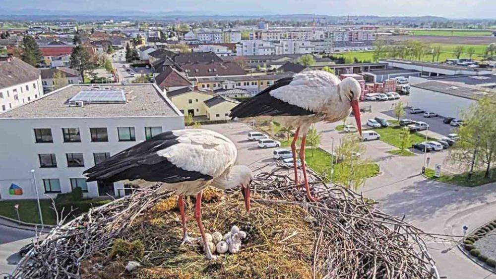 Hoch über dem Bahnhof Perg brütet ein Storchenpaar - man kann es live beobachten