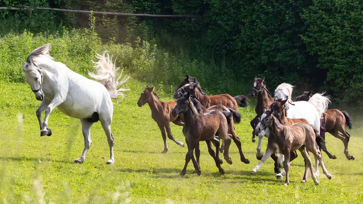 Das Lipizzanergestüt Piber wurde im Rahmen der ORF-TV-Show "9 Plätze – 9 Schätze" für den schönsten Platz Österreichs nominiert