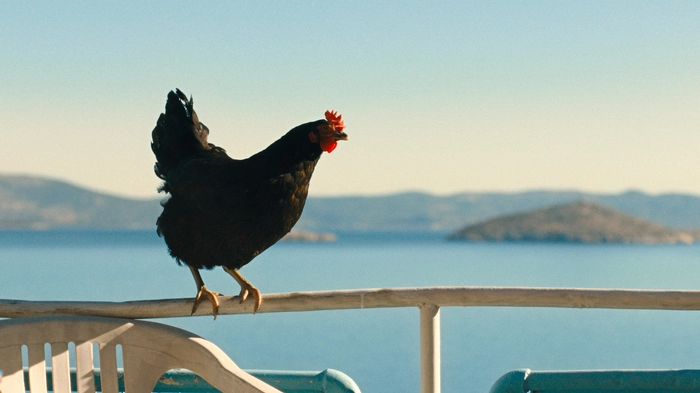 Der Star des Film: Ein schwarzes Huhn