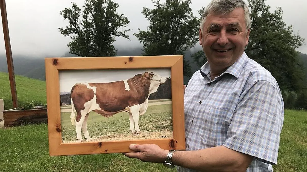 Karl Mayer mit Bullen "Vettel". Der Stier war 750 kg schwer
