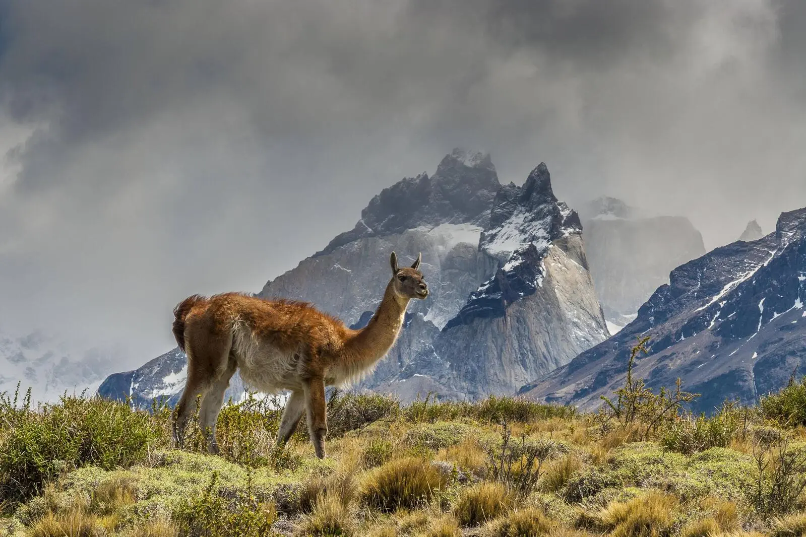 Guanacos, eine weitere Lama-Art, leben wild im Nationalpark Torres del Paine 