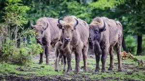  Wisente bei Bad Berleburg. ** NUR FÜR REDAKTIONELLE ZWECKE ** EDITORIAL USE ONLY **Eine Wisent-Herde am Montag den 1. Juli 2024 in der Fangstation bei Bad Berleburg. Deutschland NRW Bad Berleburg Copyright: RalfxRottmann *** Bison near Bad Berleburg FOR EDITORIAL PURPOSES ONLY EDITORIAL USE ONLY p A herd of bison on Monday, July 1, 2024 at the trapping station near Bad Berleburg Germany NRW Bad Berleburg Copyright RalfxRottmann Copyright: RalfxRottmann doc7w3zjizeog8rar3958m ,EDITORIAL USE ONLY