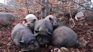 Die Schweine leben jetzt im Wald