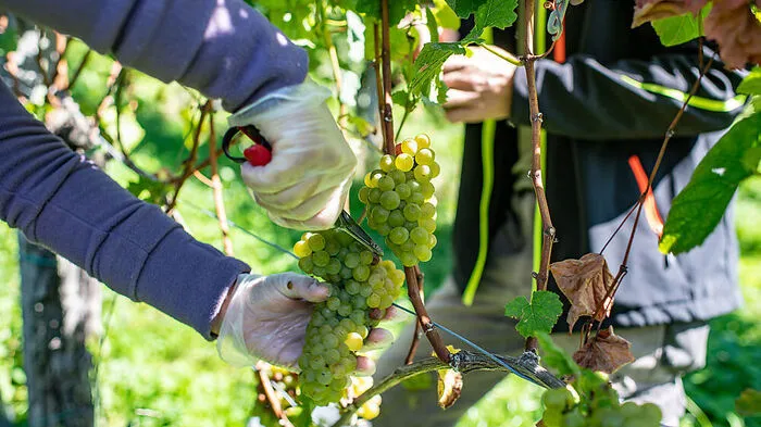 2018 wurde eine gute Weinernte eingefahren