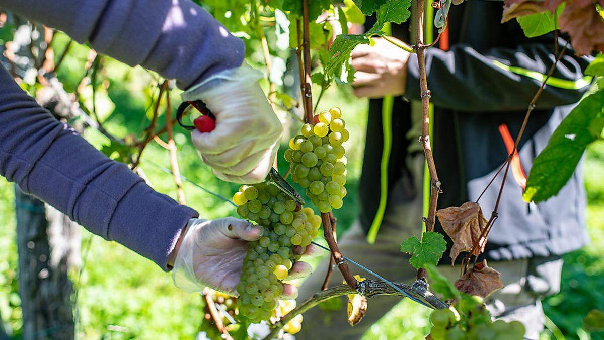 2018 wurde eine gute Weinernte eingefahren