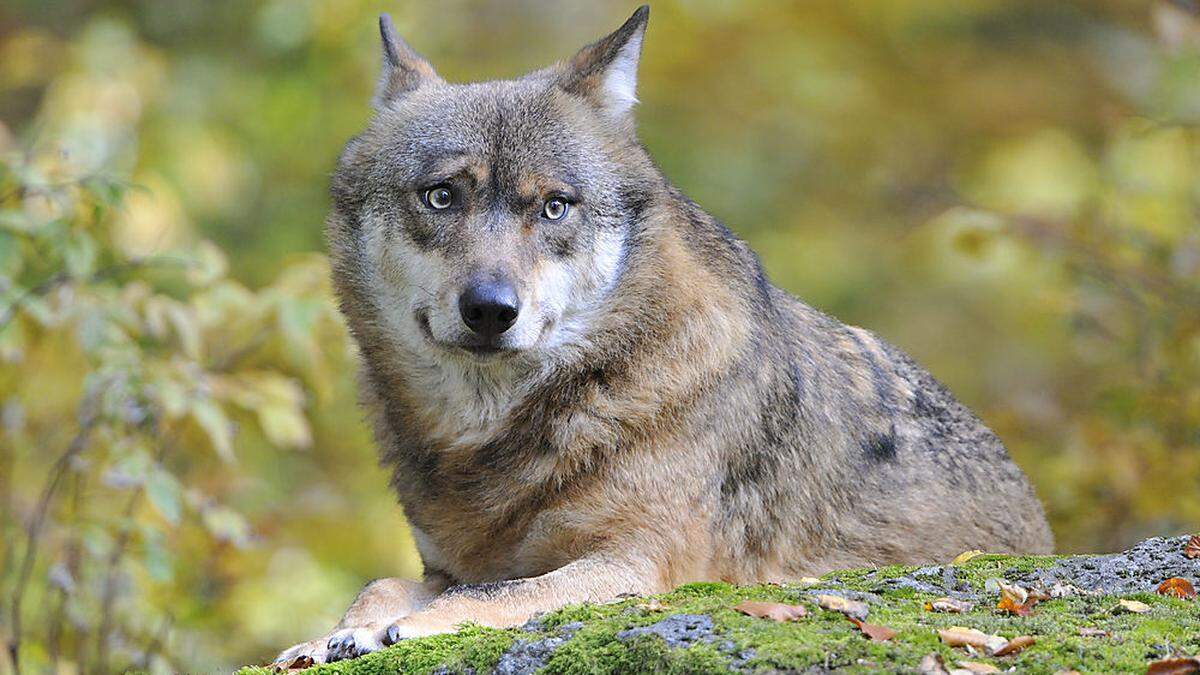 Die toten und verletzten Schafe in Innervillgraten werden einem Wolf zugeschrieben 