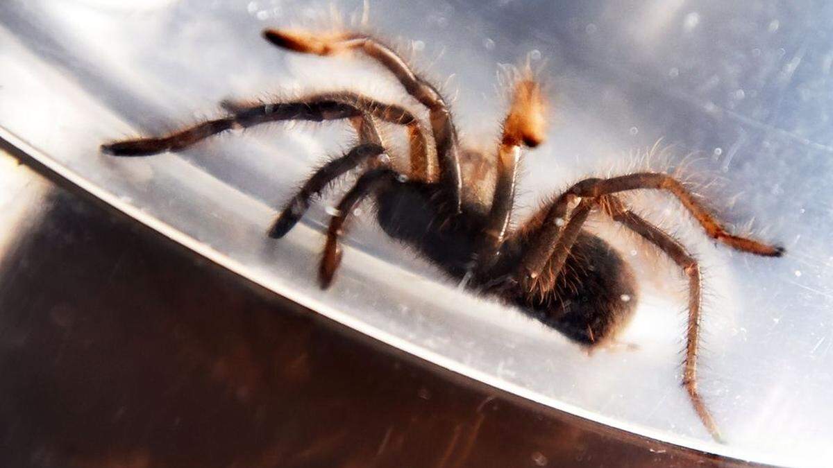 Hunderte Taranteln auf Flughafen entdeckt