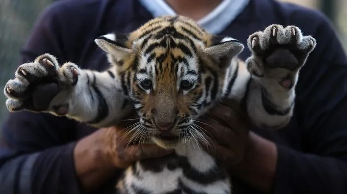 In einem Tierpark in El Salvador sind vier Königstiger geboren worden.