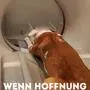Letzten Freitag wurde beim Hund ein CT durchgeführt