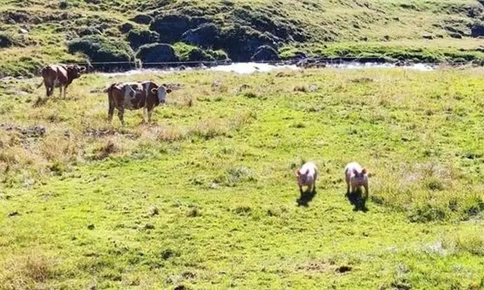 Statt auf der grünen Wiese, müssen Gina und Lois den restlichen Sommer im Stall verbringen