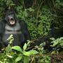 Gorillas gehören zu den spektakulärsten bedrohten Arten. Die einzigen sind sie nicht
