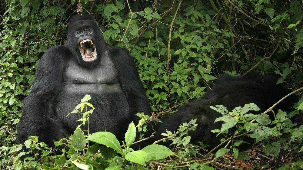 Gorillas gehören zu den spektakulärsten bedrohten Arten. Die einzigen sind sie nicht
