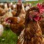 Mindestens 30 Prozent des Hühnerfleisches wird in Österreich importiert, trotz ausreichender Versorgung