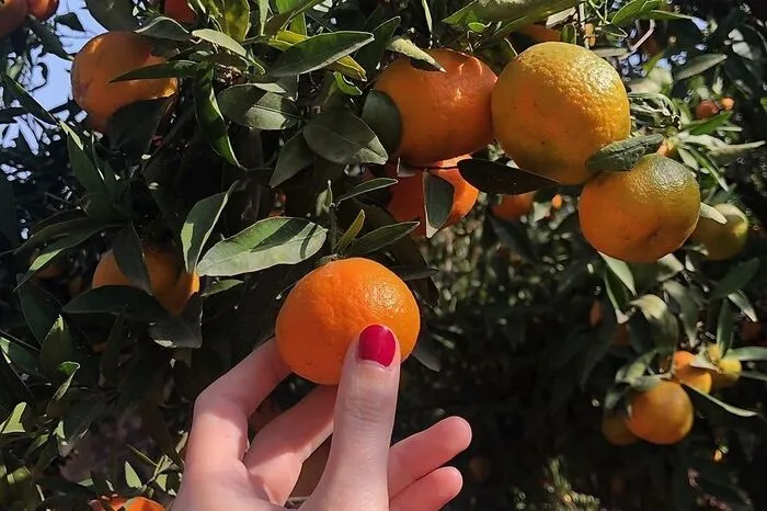 Auch Orangenplantagen kann man sich selbst die süßesten Früchte von den Bäumen pflücken.