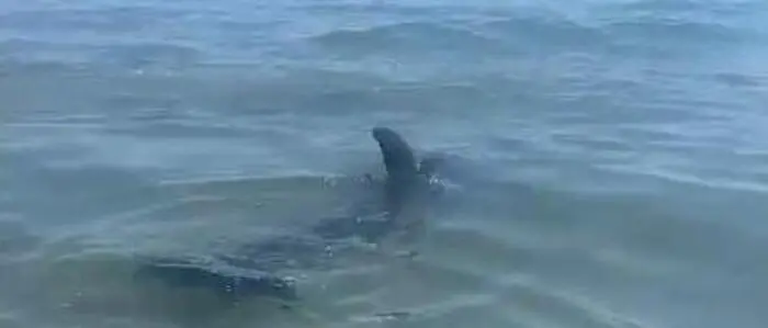 Am Samstag verirrte sich ein Delfin an den Hauptstrand