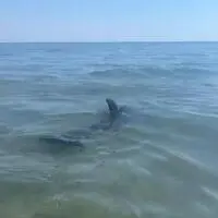 Am Samstag verirrte sich ein Delfin an den Hauptstrand