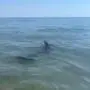 Am Samstag verirrte sich ein Delfin an den Hauptstrand