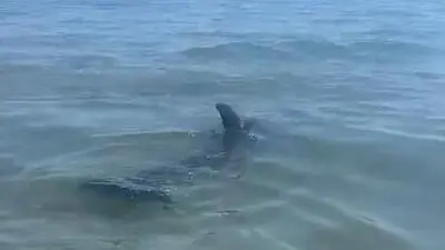 Am Samstag verirrte sich ein Delfin an den Hauptstrand