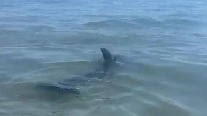 Am Samstag verirrte sich ein Delfin an den Hauptstrand