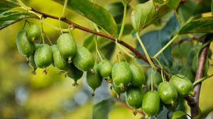 Was Mini-Kiwis brauchen